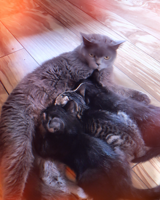 British shorthair