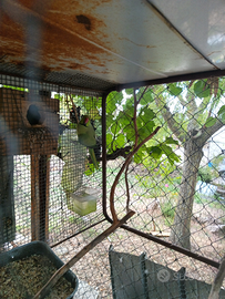 Parrocchetto dal collare maschio 2 anni