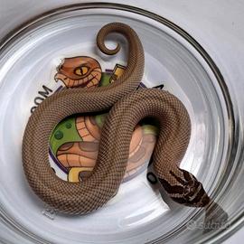 Heterodon nasicus baby 1.1 Super Conda het Albino