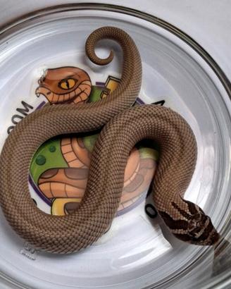 Heterodon nasicus baby 1.1 Super Conda het Albino