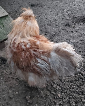 Gallo moroseta