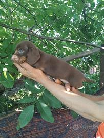 Bassotto cioccolato cuccioli