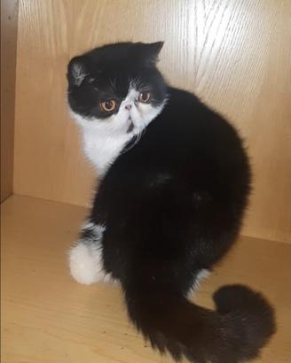 Exotic shorthair