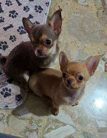 chihuahua 