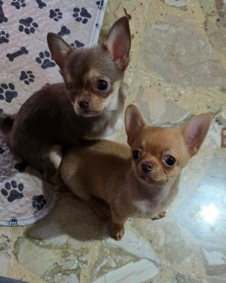 chihuahua 
