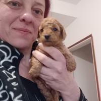 Barboncino toy red pedigree Enci