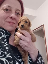 Barboncino toy red pedigree Enci