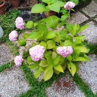 Ortensia colore rosa