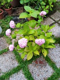 Ortensia colore rosa