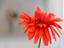 Immagine 29