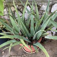 Aloe vera