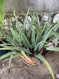 Aloe vera