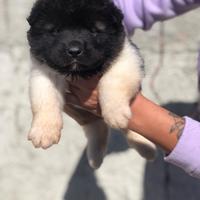 Akita Americano