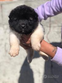 Akita Americano