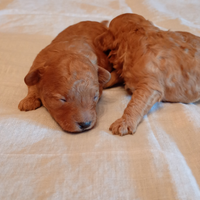 Favolosi barboncini Red toy