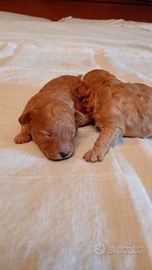 Favolosi barboncini Red toy