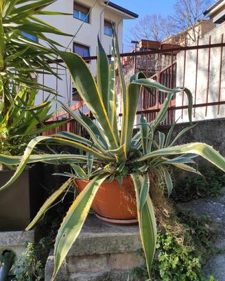 Fiori