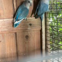 Pappagalli inseparabili