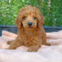 Cucciolo di Barboncino Rosso