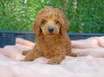 Cucciolo di Barboncino Rosso