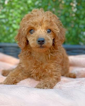 Cucciolo di Barboncino Rosso