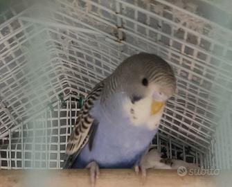 Cocorita maschio giovane Viola ala grigia