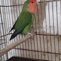 Inseparabile maschio