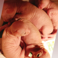 Cuccioli di Canadian sphynx