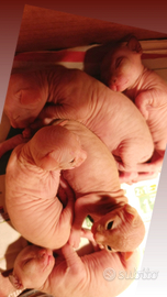 Cuccioli di Canadian sphynx