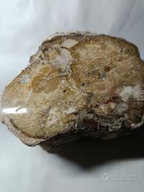 legno fossile 