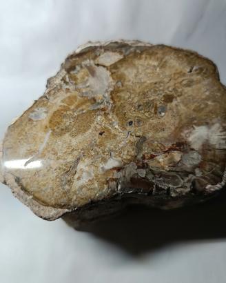 legno fossile 