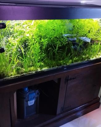 Acquario Juwel 240 litri con mobile in legno 