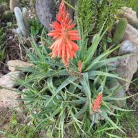 Aloe arborescens 