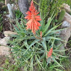 Aloe arborescens 