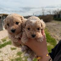 Maltipoo mini toy