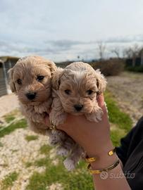 Maltipoo mini toy