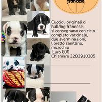 Cuccioli di Bulldog francese