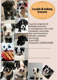 Cuccioli di Bulldog francese