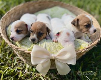 Jack Russell