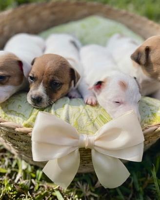 Jack Russell