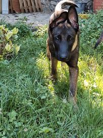 Ultimo Cucciolo Malinois