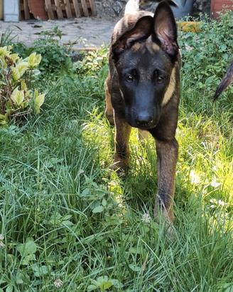 Ultimo Cucciolo Malinois