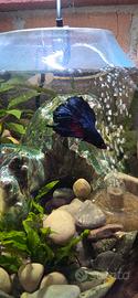 acquario con betta