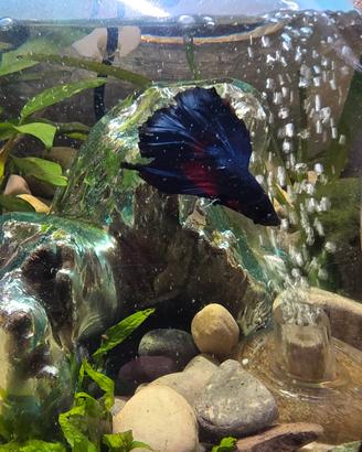 acquario con betta