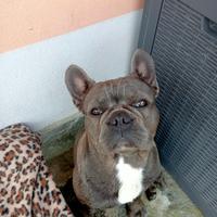 Accoppiamento Bulldog Francese