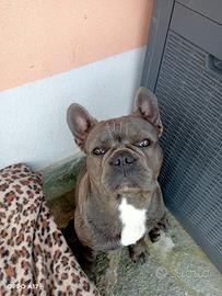 Accoppiamento Bulldog Francese