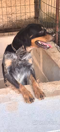 Animali