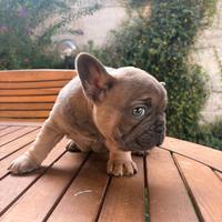 Cucciolo di bulldog francese esotico