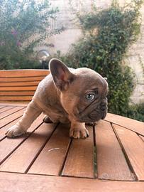 Cucciolo di bulldog francese esotico