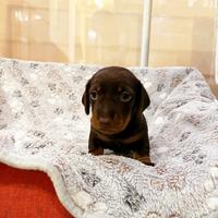 Bassotto tedesco nano/kaninchen